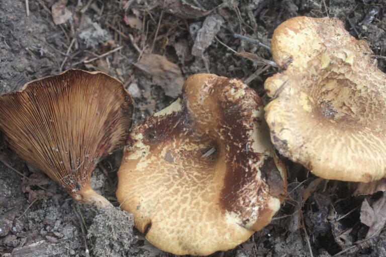 Paxillus delphus